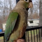 Duncan hanging out with us on the back deck.