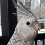 Possum enjoying some deck time.