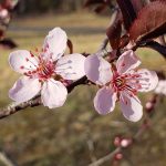 Decorative plum blossoms welcome spring!