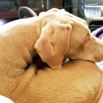 Ghost when he could still (barely) fit on a lap.