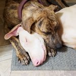 Brothers from another mother.